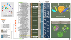 SSU rDNA trees (A, B) and the putative evolutionary development of P3 structure (C).