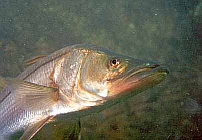 Snook (<i>Centropomus spp.</I>)