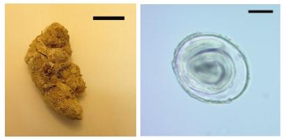 Ancient Parasitic DNA