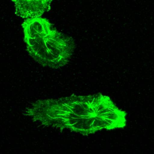 A crawling neutrophil, tubulin labeled green.