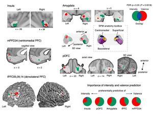 Figure 2. Important brain regions for predicting affective information related to pleasure and pain