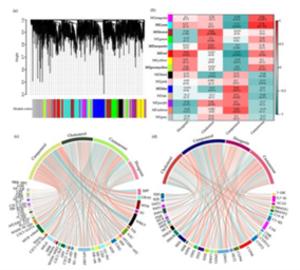 WGCNA of selected genes after BLM2 treatment.