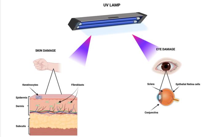 Figure 1. Primary biological targets of UV exposure.