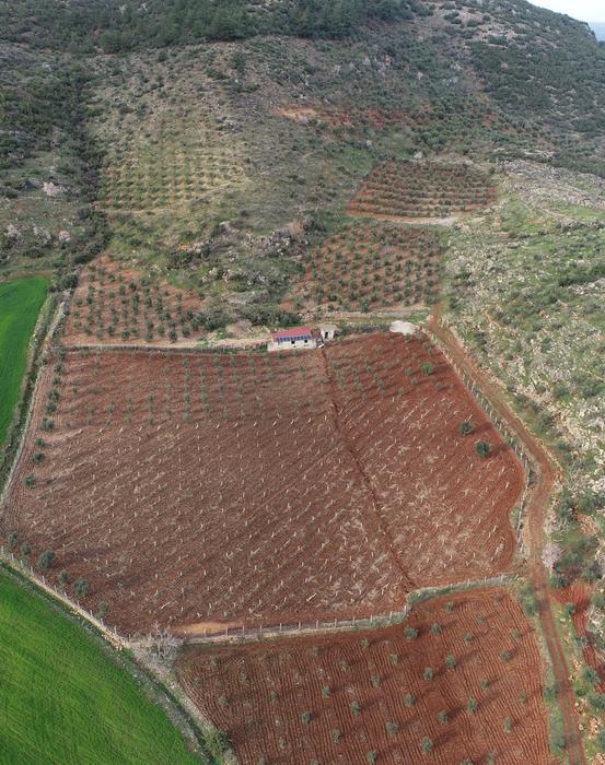 The activated transform plate boundary offset the upper 20 km of the crust, offsetting olive groves, fences, and even buildings in its path