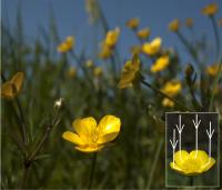 Buttercups Concentrate Light on Reproductive Organs