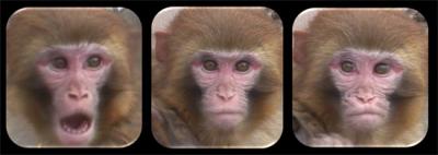 A Female Rhesus Macaque Displaying Threatening, Neutral, and Affiliative Facial Expressions