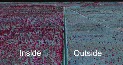 Impact of Large Herbivores