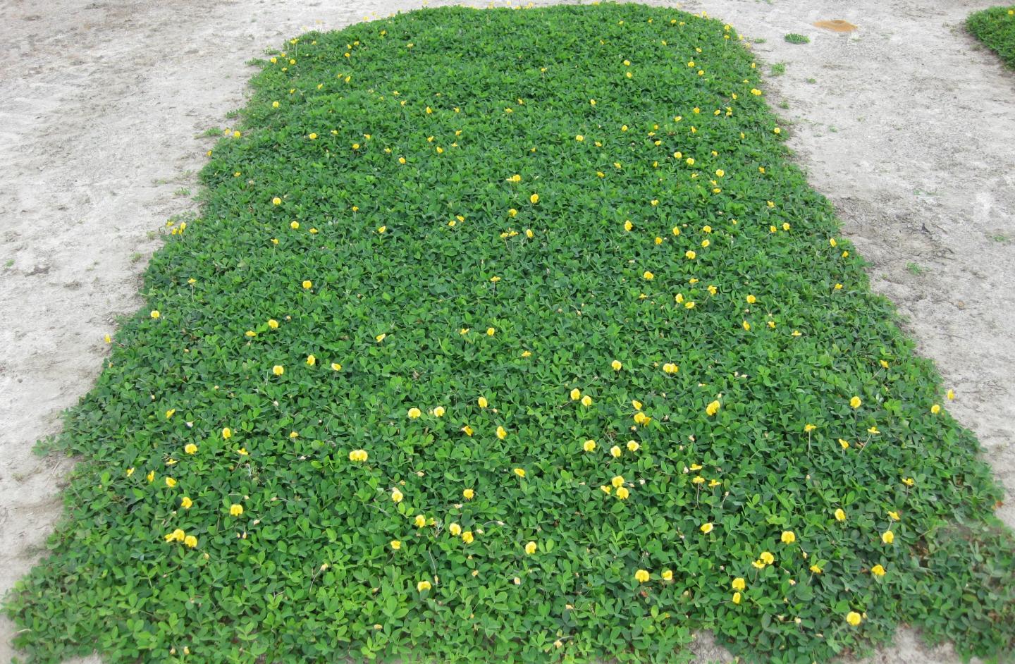 Forage Crop Promising as Ecologically Friendly Ornamental Groundcover