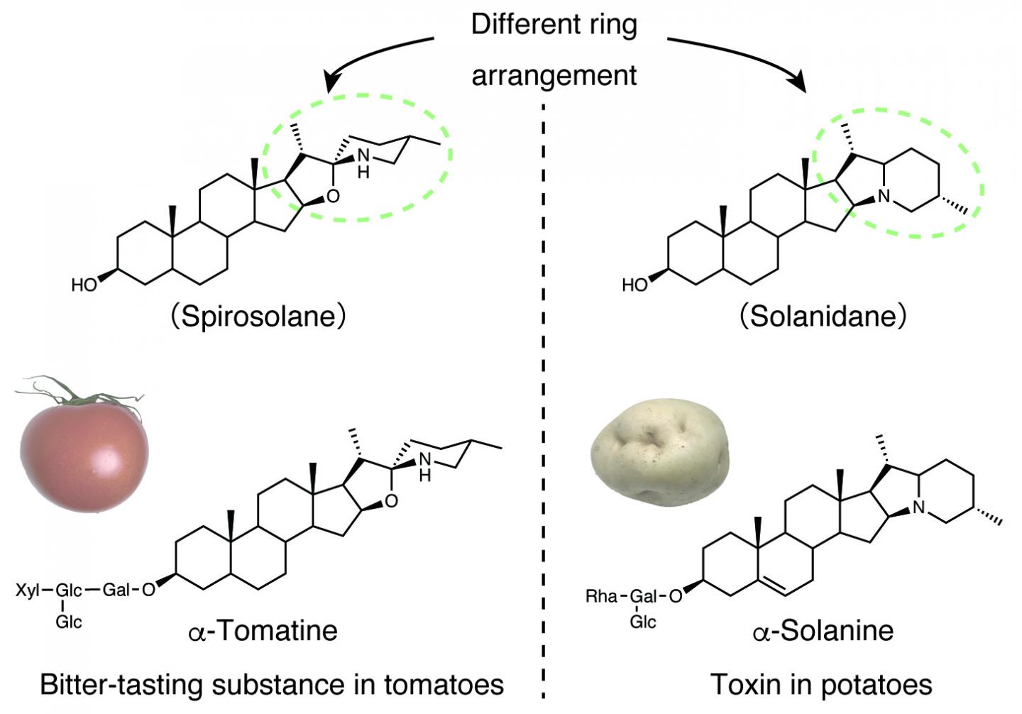 toxin-in-potatoes-evolved-from-a-bitter-tasti-eurekalert