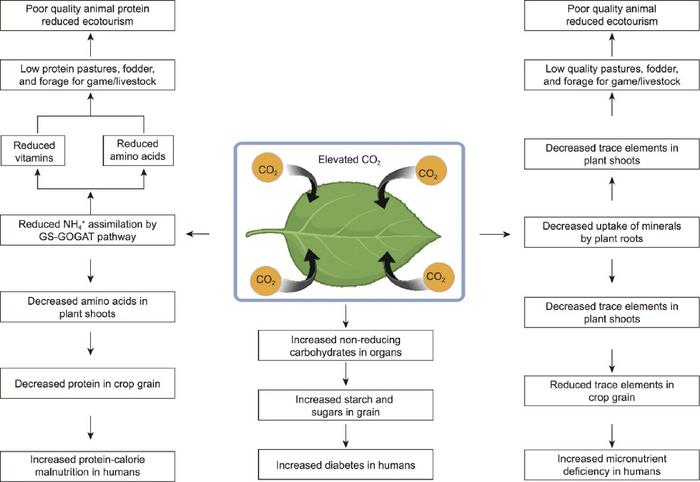 A schematic diagram outlining a generalized functional response by C3 plant species to elevated CO2.