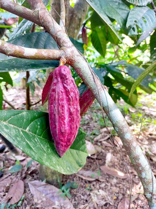 Low-hanging pod on a Criollo cacao tree