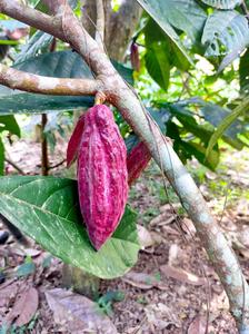 Low-hanging pod on a Criollo cacao tree