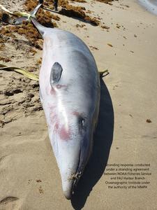 Stranded whale