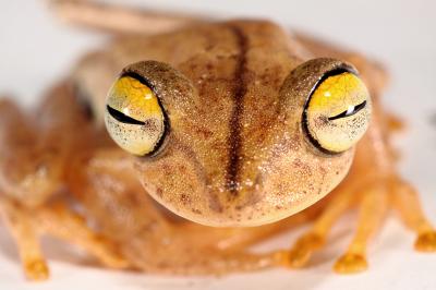 Almendariz's Treefrog