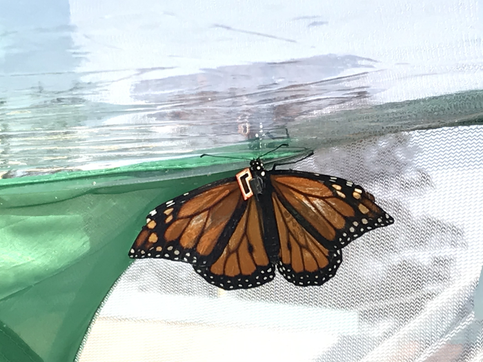 Monarch Butterfly with mSAIL