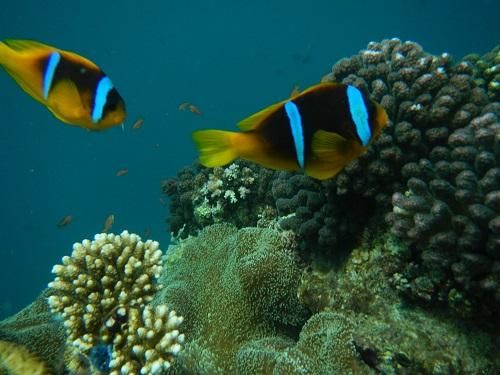 Red Sea Gene Pool Follows Water Flow 2