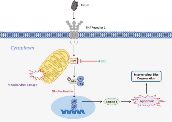 The schematic depicting a proposed model for the function of ferroptosis suppressor protein 1 (FSP1) in intervertebral disc degeneration.