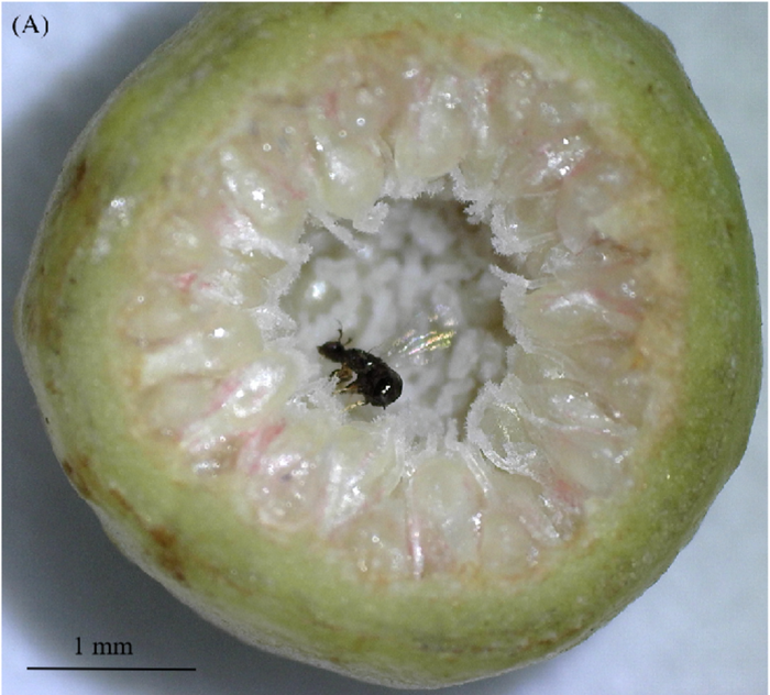 “Cheater” wasp lays eggs in Ficus microcarpa