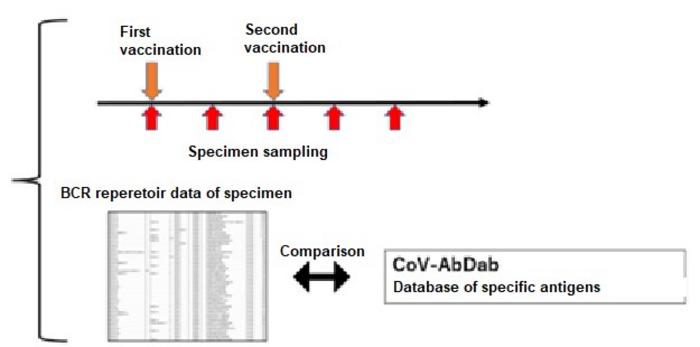 Figure1, A method to evaluate the response to mRNA vaccination at the level of mRNA expression rather than protein expression.
