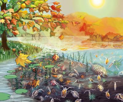 Lake Plankton Food Web