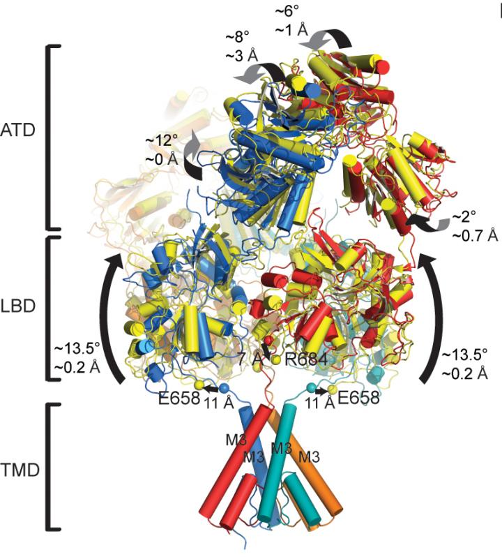 NMDA Receptor in Motion