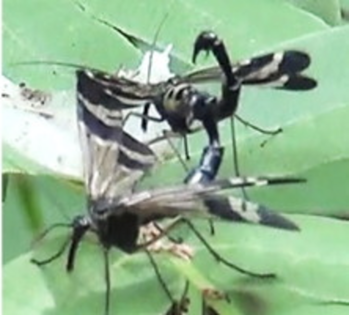 Two male Japanese scorpionflies fight each other