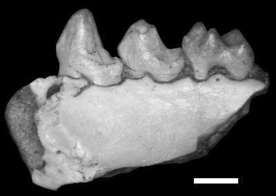 <I>Mescalerolemur horneri</I> Jaw (2 of 2)
