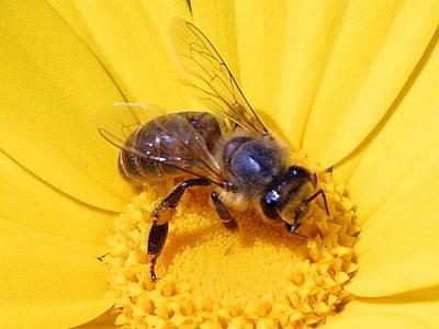 Honey Bee Diet and Gene Expression