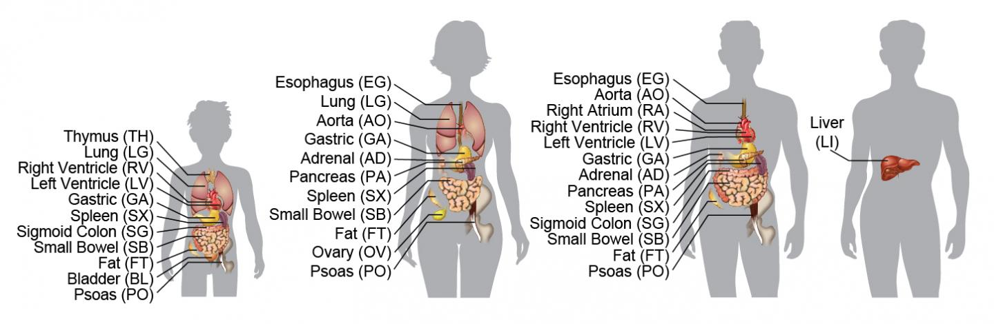 Epigenomes of Organs