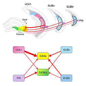 New hippocampal circuit connections