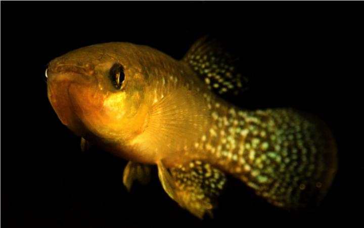 Evolution in Action: How Some Fish Adapt to Pollutants