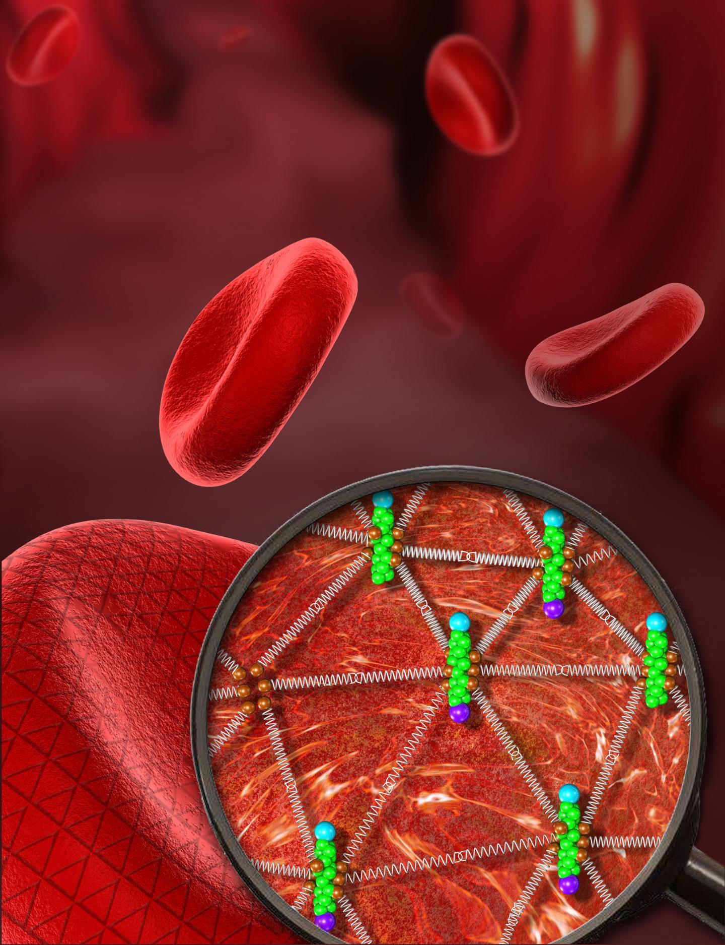 diameter of a human red blood cell in meters