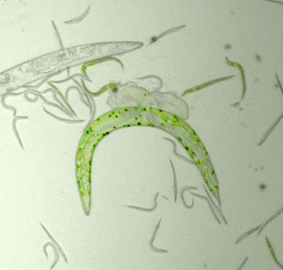 The Roundworm <i>C. elegans</i>