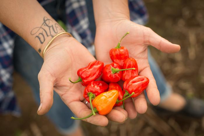 Mild habanero