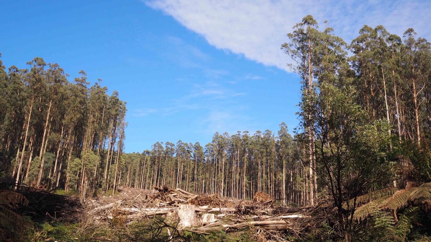 Victoria's Mountain Ash Forests in Australia