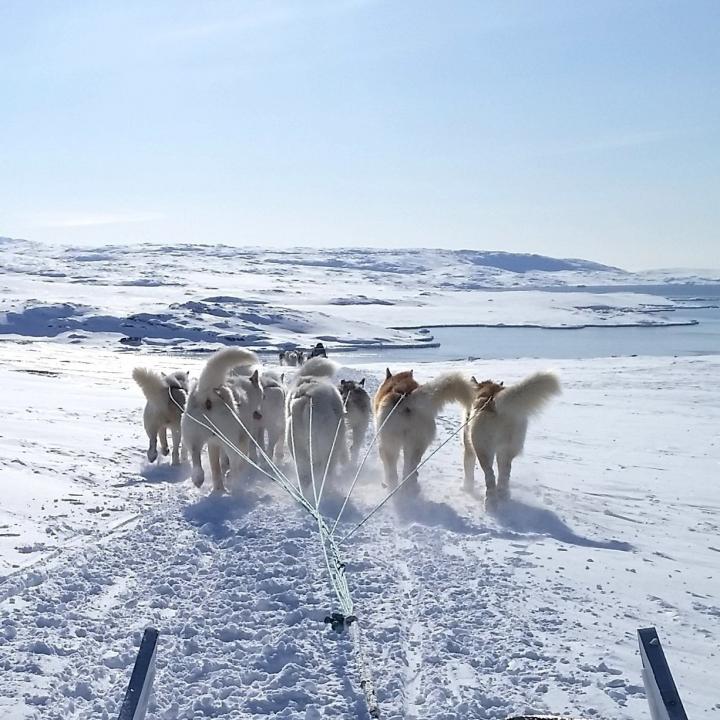 Sled Dogs