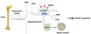 A schematic depicting the action of OCN on myelin regulation in oligodendrocytes