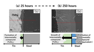 Fig. 2 Image of surface layer cross-section of fusion reactor structural material (Reduced activation ferritic martensitic steel) immersed in liquid tin.