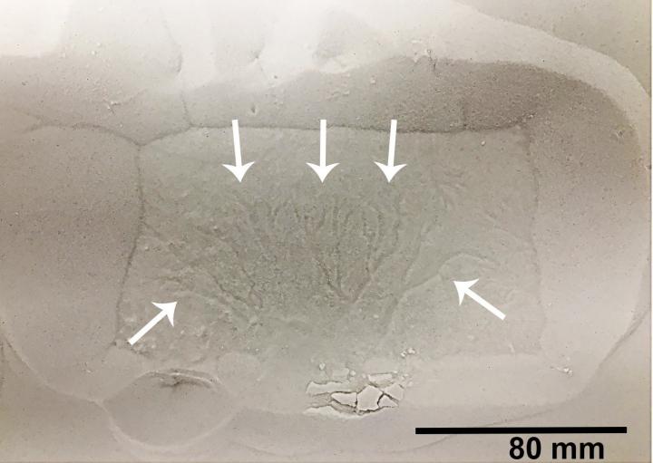 Dendritic Furrows Formed by Basal Sublimation of a CO2 Ice Block in Contact with a Granular Surface
