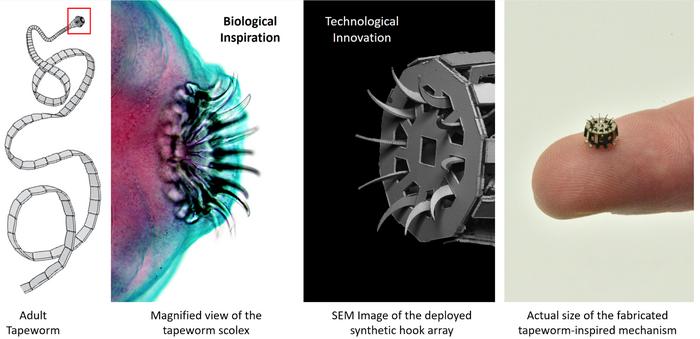 Tapeworm inspired medical device