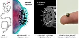 Tapeworm inspired medical device