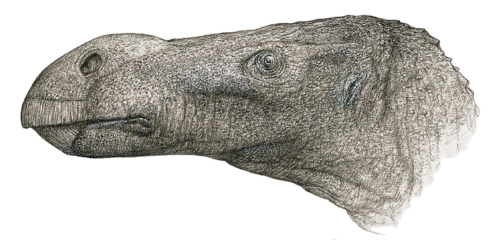 Reconstruction of Brighstoneus simmondsi head