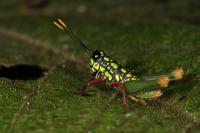 Grasshopper from Ecuador