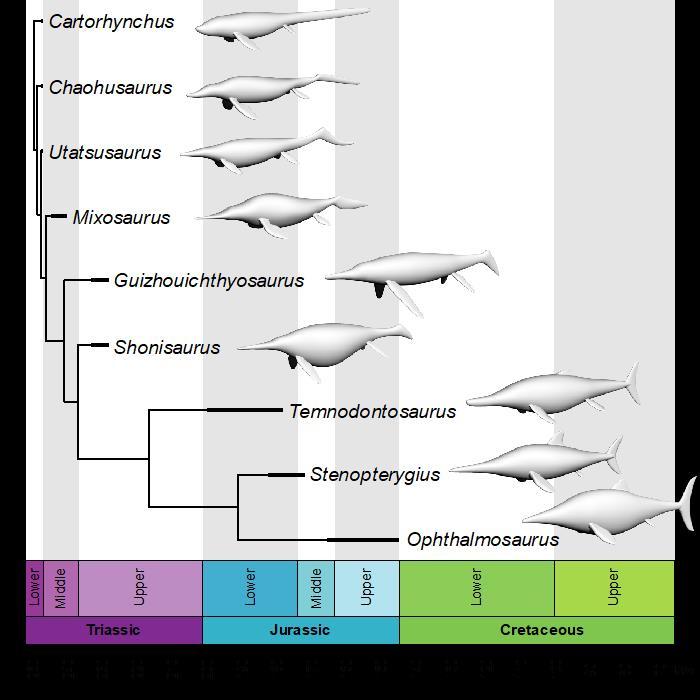 3D Models of the 9 Ichthyosaurs Analyzed by the Researchers, Shown in their Evolutionary Context