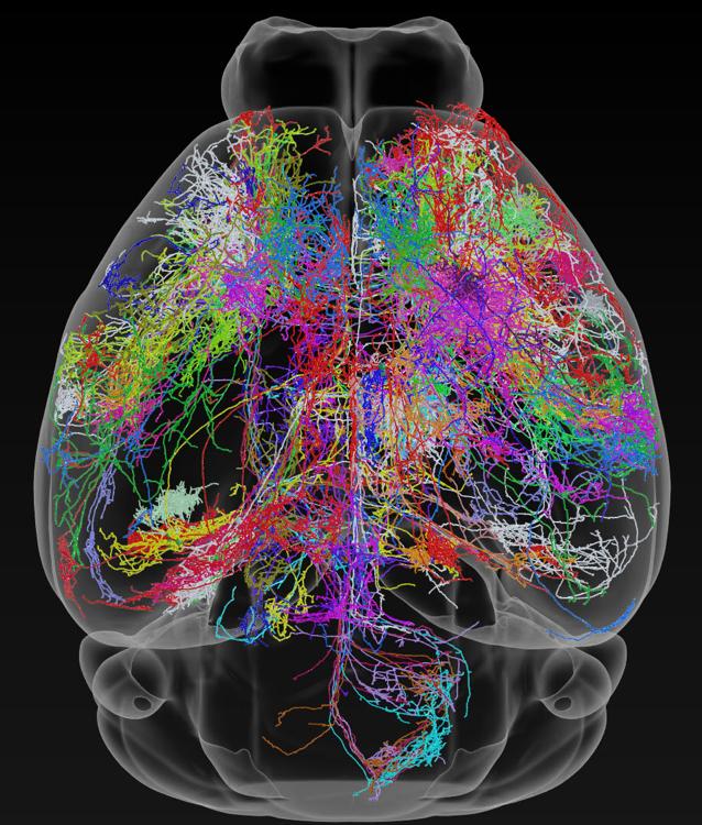 Traced neurons in mouse brain image eurekalert science news releases