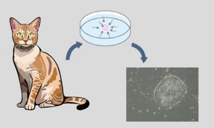 Embryonic stem cells from felines