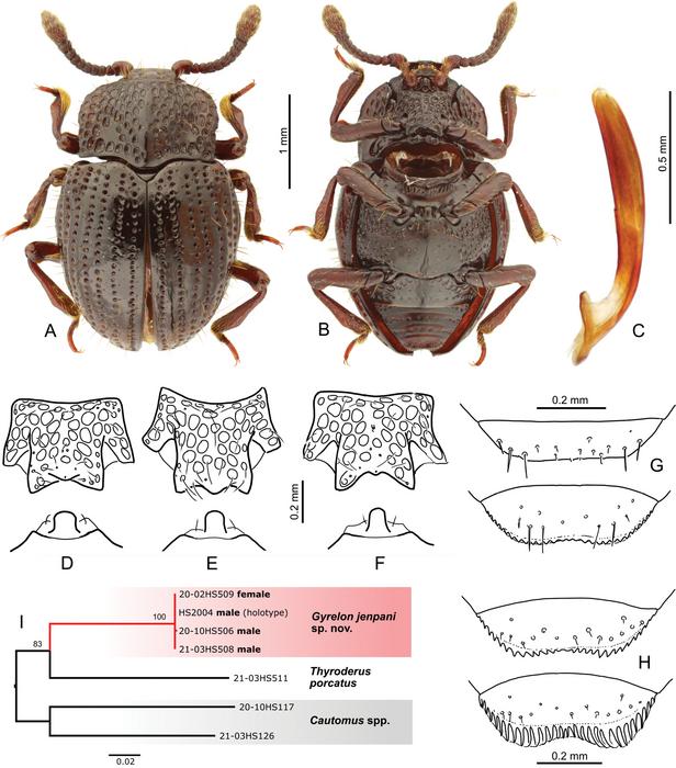 New species, Gyrelon jenpani, discovered by the project