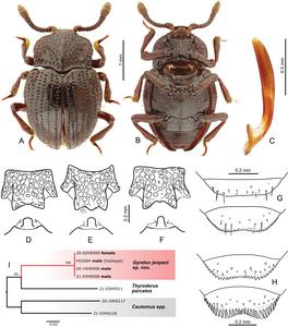 New species, Gyrelon jenpani, discovered by the project