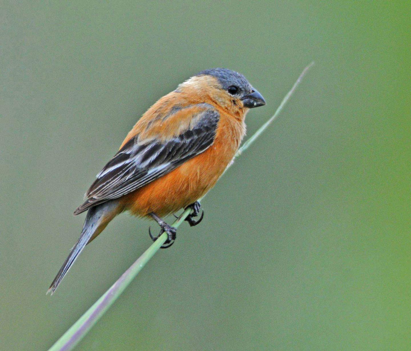 Despite Lack of Genetic Diversity, Why Do Finches Differ in Color? (7 of 18)