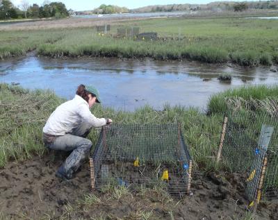 What's Killing the Coastal Saltmarshes of Southern New England?